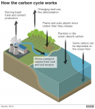 carbon cycle