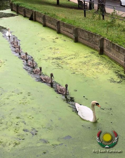 swan family