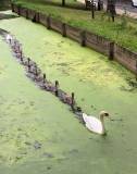 swan family