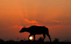 cow at sunset