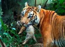 tiger with cub