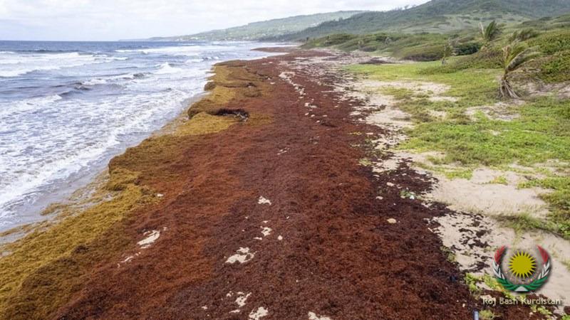 murky seaweed