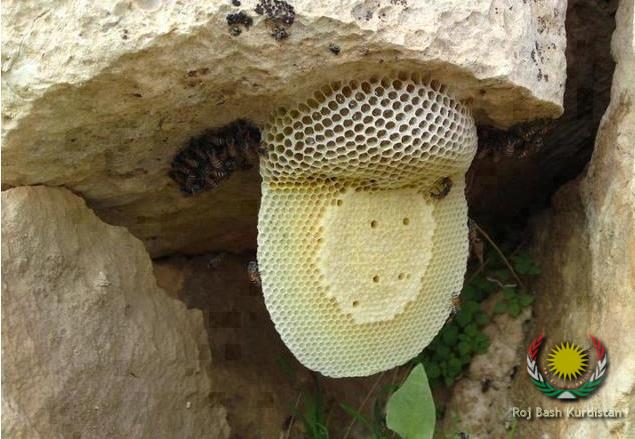 Kurdish Honey